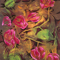 Bouganvilla