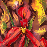 Iris