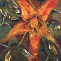 Stargazer