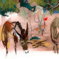 Burro Dream 1